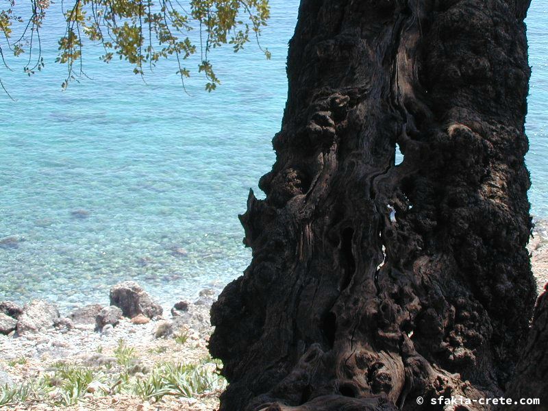 Photo report of a visit around Sfakia, Sougia and Loutro, southwest Crete, April 2007